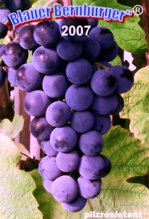 Blauer Bernburger Etikett 2007